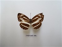 藏品(小環蛺蝶)的圖片